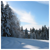 Winter Wonderland